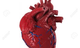 Un cœur en 3D créé à partir de fibres humaines par des scientifiques israéliens