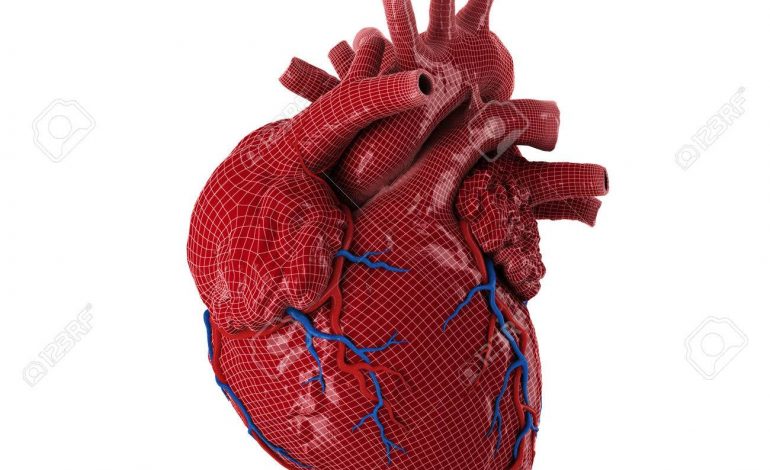 Un cœur en 3D créé à partir de fibres humaines par des scientifiques israéliens