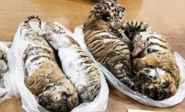 7 tigres congelés retrouvés dans une voiture au Vietnam