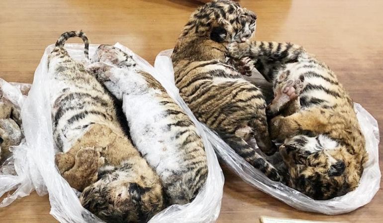 7 tigres congelés retrouvés dans une voiture au Vietnam