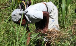 Les dessous de la baisse de la production agricole en Haiti
