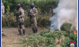 Quartier-Morin : les agents du BLTS détruisent au moins 4 champs de plantation de marijuana