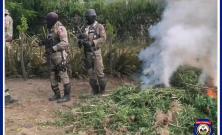 Quartier-Morin : les agents du BLTS détruisent au moins 4 champs de plantation de marijuana